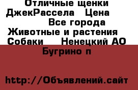 Отличные щенки ДжекРассела › Цена ­ 50 000 - Все города Животные и растения » Собаки   . Ненецкий АО,Бугрино п.